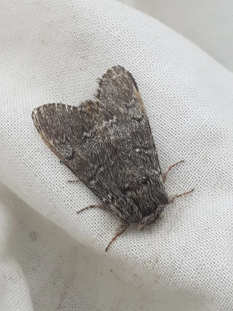 Drymonia ruficornis - cserfa-púposszövő