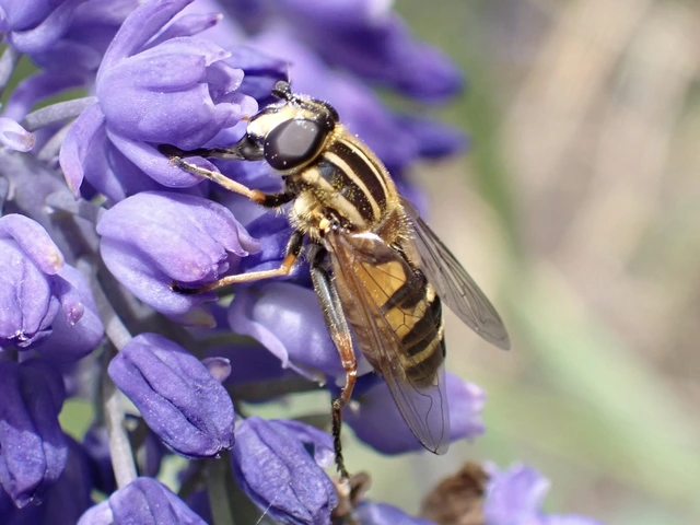 Helophilus pendulus - közönséges mocsárilégy