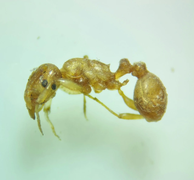 Tetramorium