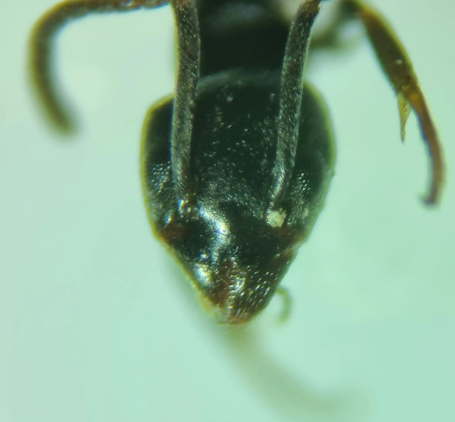 Tapinoma subboreale - ligeti kóborhangya