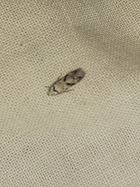 Stenolechiodes pseudogemmellus - molyhostölgyes sarlósmoly
