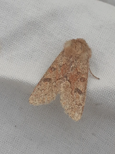 Orthosia miniosa - sárgás barkabagoly