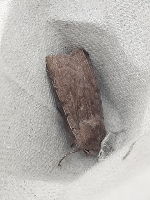Cerastis rubricosa - vörhenyes tavaszibagoly