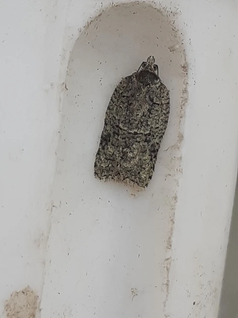 Acleris literana - zöldesfehér levélmoly
