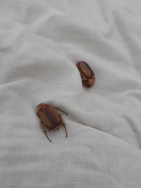 Rhizotrogus aestivus - tavaszvégi cserebogár