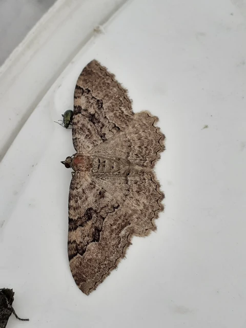Hydria cervinalis - őzbarna araszoló