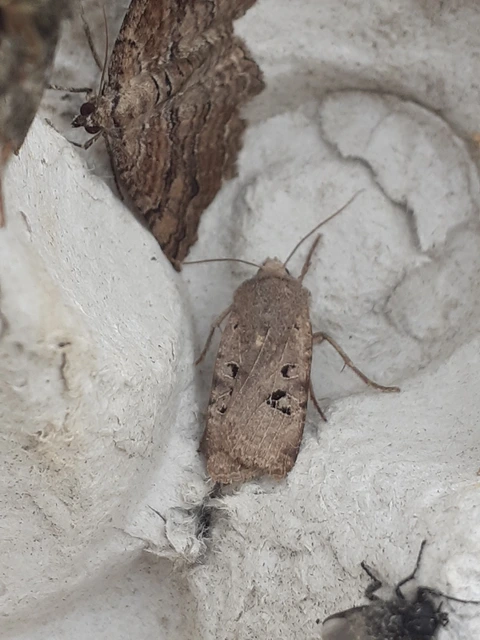 Conistra rubiginosa - szürke télibagoly