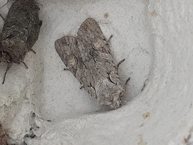 Lithophane ornitopus - közönséges fabagoly