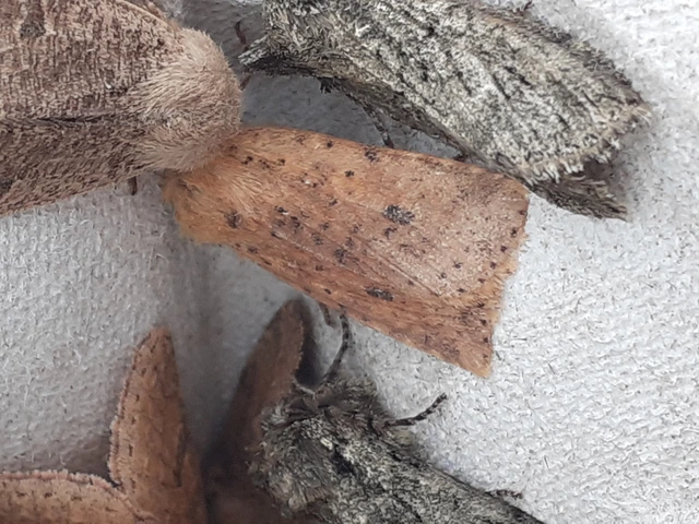Conistra rubiginea - vörös őszibagoly
