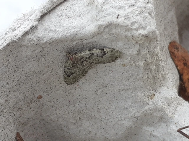 Chloroclystis v-ata - zöldes törpearaszoló