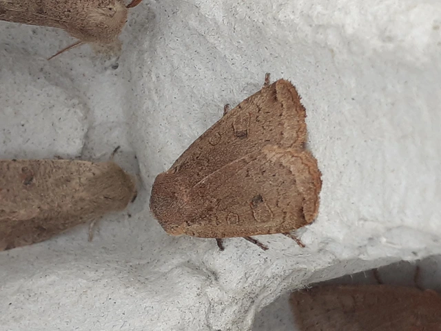 Conistra erythrocephala - vörösfejű őszibagoly