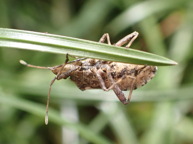 Ceraleptus gracilicornis - tüskéslábú karimáspoloska