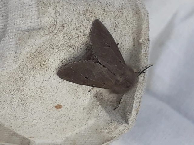 Diaphora mendica - felemás medvelepke