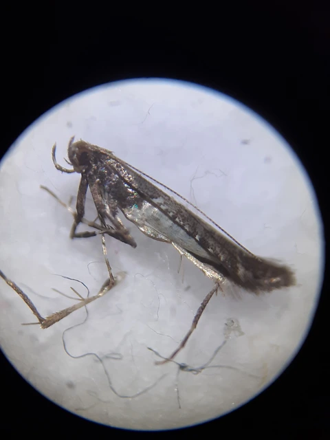 Caloptilia fidella - komlógöngyölő keskenymoly