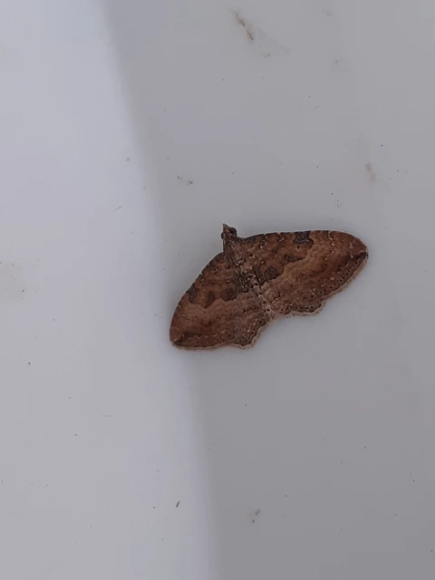Orthonama obstipata - vándoraraszoló