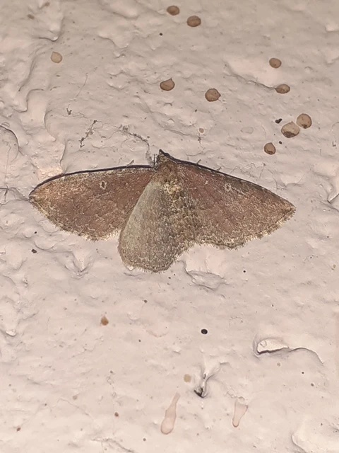 Orthonama obstipata - vándoraraszoló