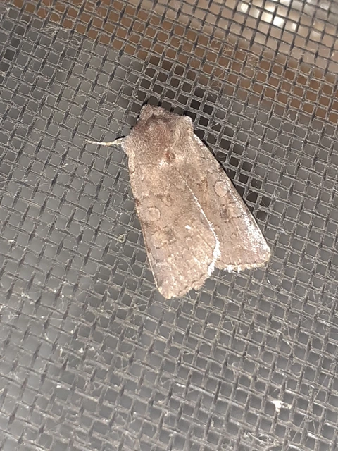 Cerastis rubricosa - vörhenyes tavaszibagoly