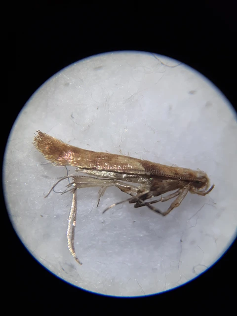 Caloptilia hemidactylella - juhargöngyölő keskenymoly