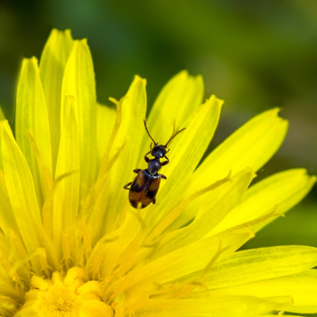 Anthicus antherinus - közönséges fürgebogár