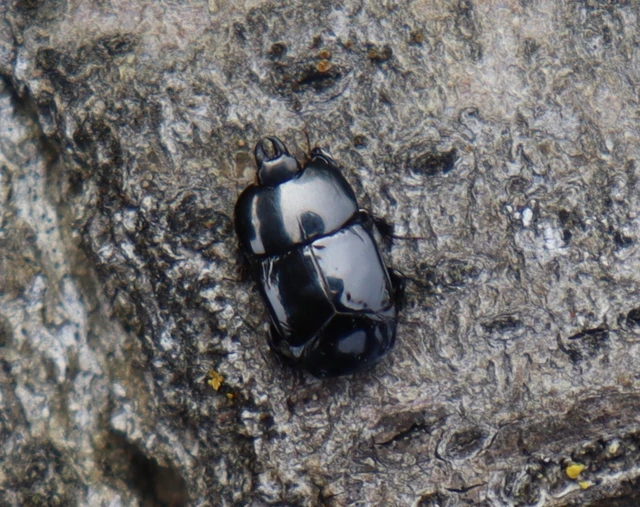 Hololepta plana - lemez-sutabogár