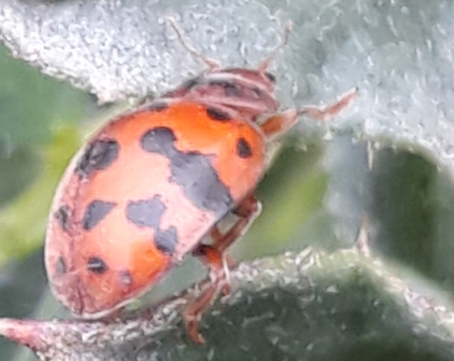 Subcoccinella vigintiquatuorpunctata - lucernaböde