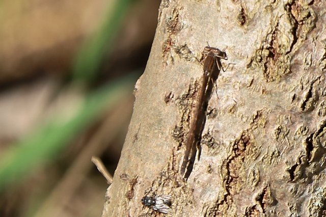 Sympecma fusca - téli rablószitakötő