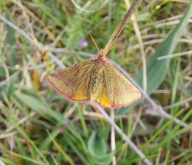 Lythria cruentaria - bíborcsíkos araszoló