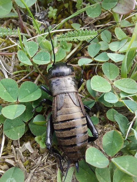 Gryllus campestris - mezei tücsök