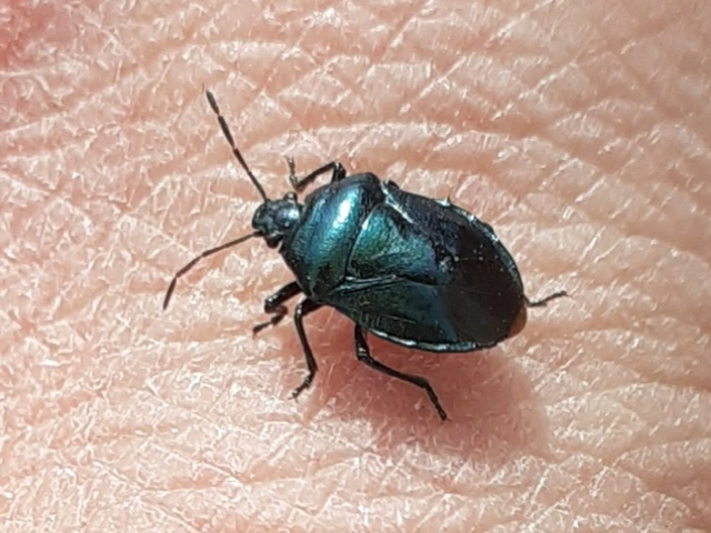 Zicrona caerulea - acélkék poloska Zicrona caerulea - acélkék poloska