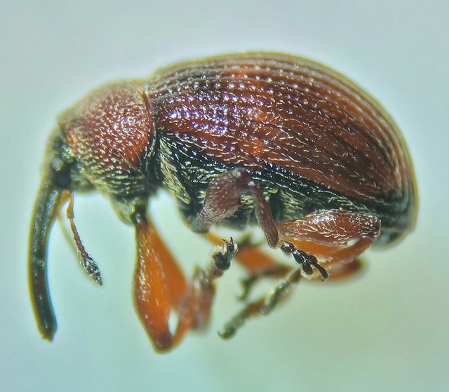 Anthonomus phyllocola - fenyőbarkarontó ormányos Anthonomus phyllocola - fenyőbarkarontó ormányos