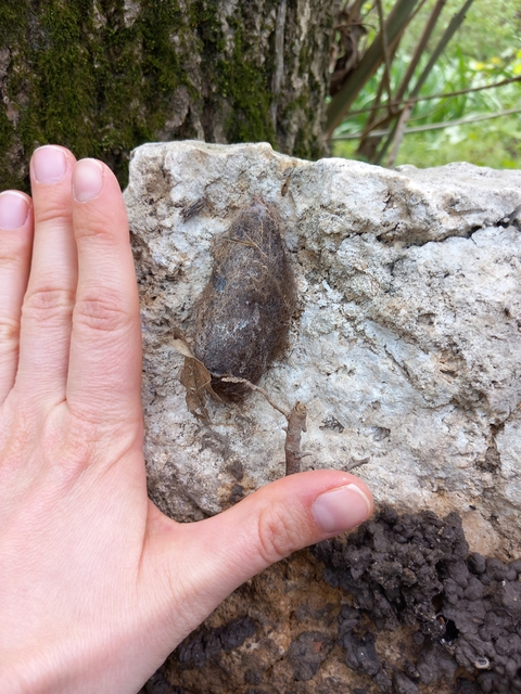 Saturnia pyri - nagy pávaszem