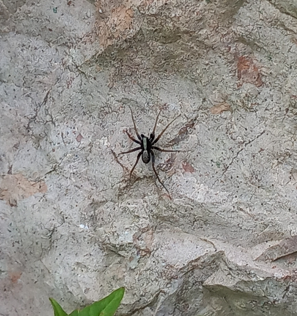 Pardosa alacris/lugubris
