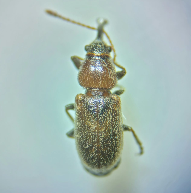 Doydirhynchus austriacus - osztrák fenyő-áleszelény