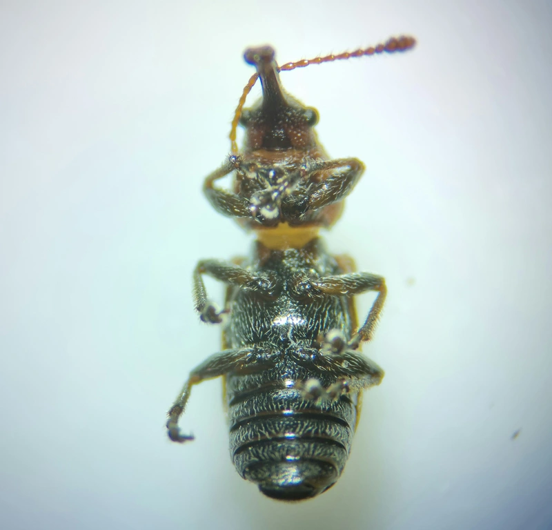 Doydirhynchus austriacus - osztrák fenyő-áleszelény