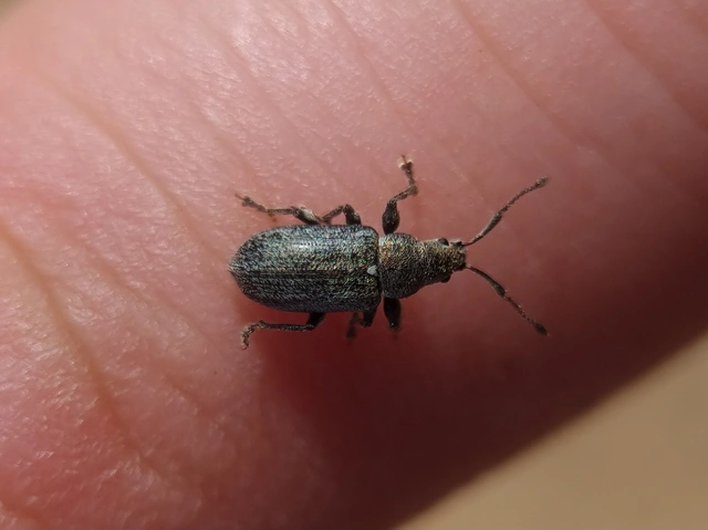 Phyllobius pyri - gyümölcsfa-levélormányos