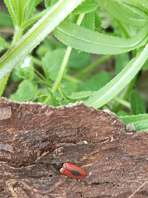 Ampedus sanguinolentus - középfoltos pattanó