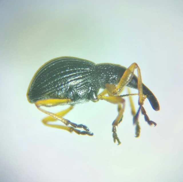 Protapion fulvipes - vadhere-cickányormányos Protapion fulvipes - vadhere-cickányormányos
