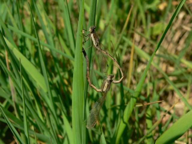 Sympecma fusca - téli rablószitakötő