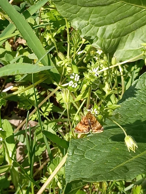 Panemeria tenebrata - apró sárgabagoly