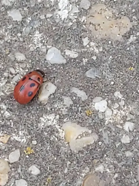 Gonioctena fornicata - közönséges lucernabogár Gonioctena fornicata - közönséges lucernabogár