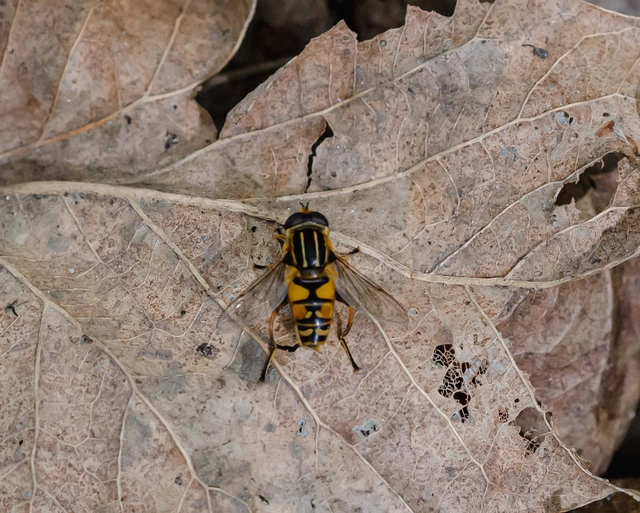 Helophilus pendulus - közönséges mocsárilégy