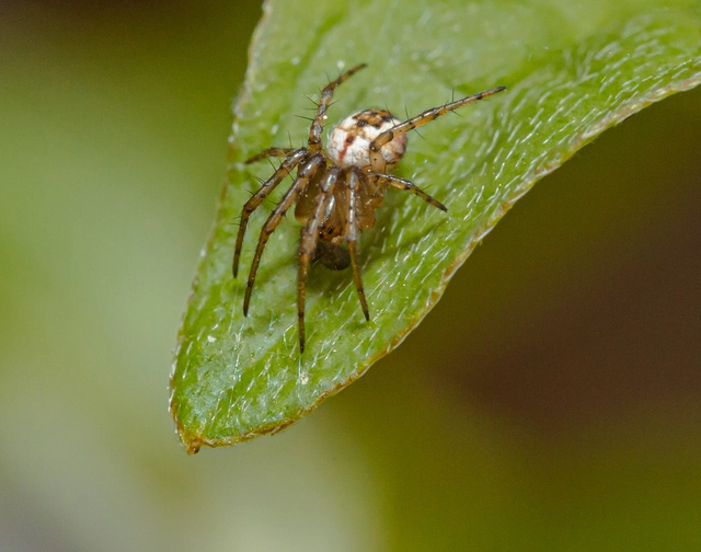 Mangora acalypha - réti keresztespók