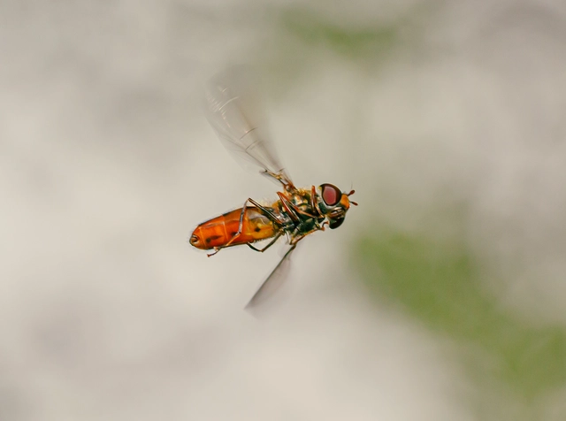 Episyrphus balteatus - ékfoltos zengőlégy