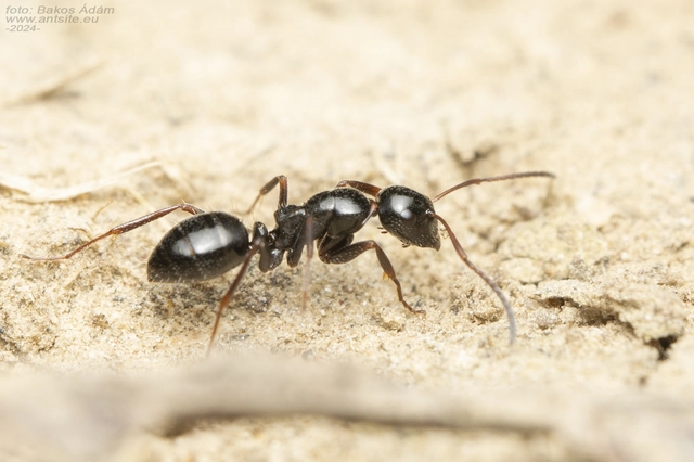 Camponotus atricolor - nyerges lóhangya