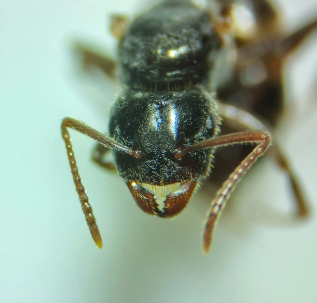 Lasius umbratus - berki borostyánhangya