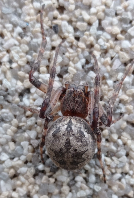 Larinioides ixobolus - ereszalji keresztespók