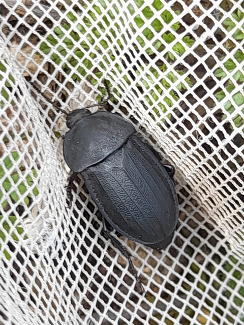 Silpha obscura - közönséges dögbogár