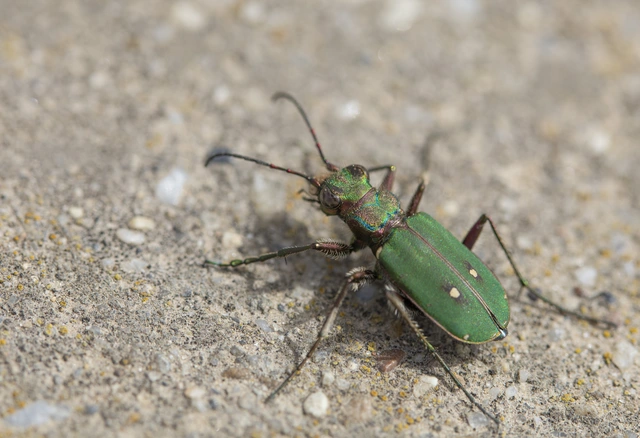 Cicindela campestris - mezei homokfutrinka