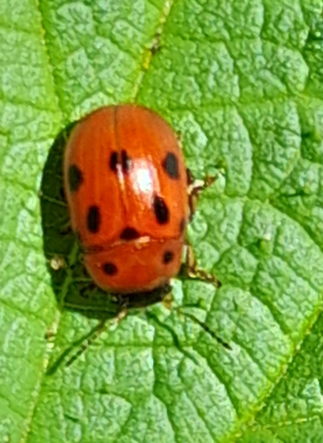 Gonioctena fornicata - közönséges lucernabogár Gonioctena fornicata - közönséges lucernabogár