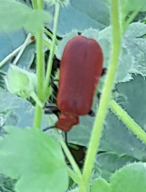 Pyrochroa serraticornis - közép-bíborbogár